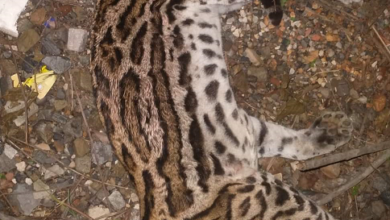 Photo of Muere felina hembra en vía Aguazul Yopal